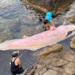 Dead Sperm Whale Washes Ashore In Spain's Mallorca