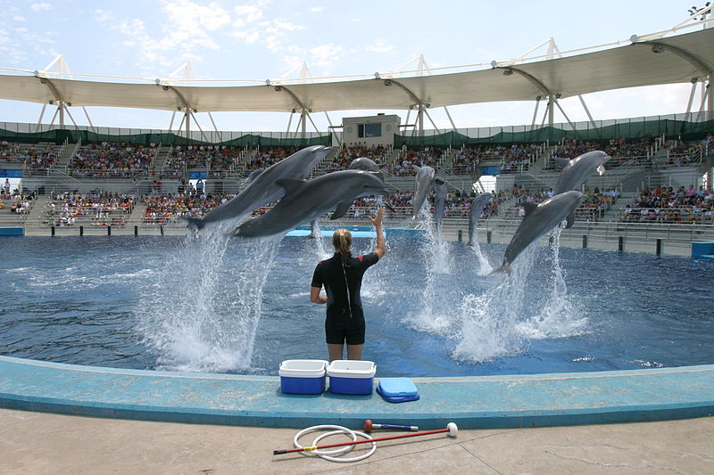 Dolphins Oceanografic Javier Yaya Tur Wikimedia Commons