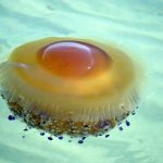 ‘Fried egg’ jellyfish are washing up on Spain’s Costa Blanca - but are they dangerous?