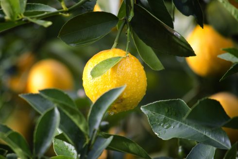 Lemon harvest falls by 40% in Spain's Costa Blanca with high production costs blamed