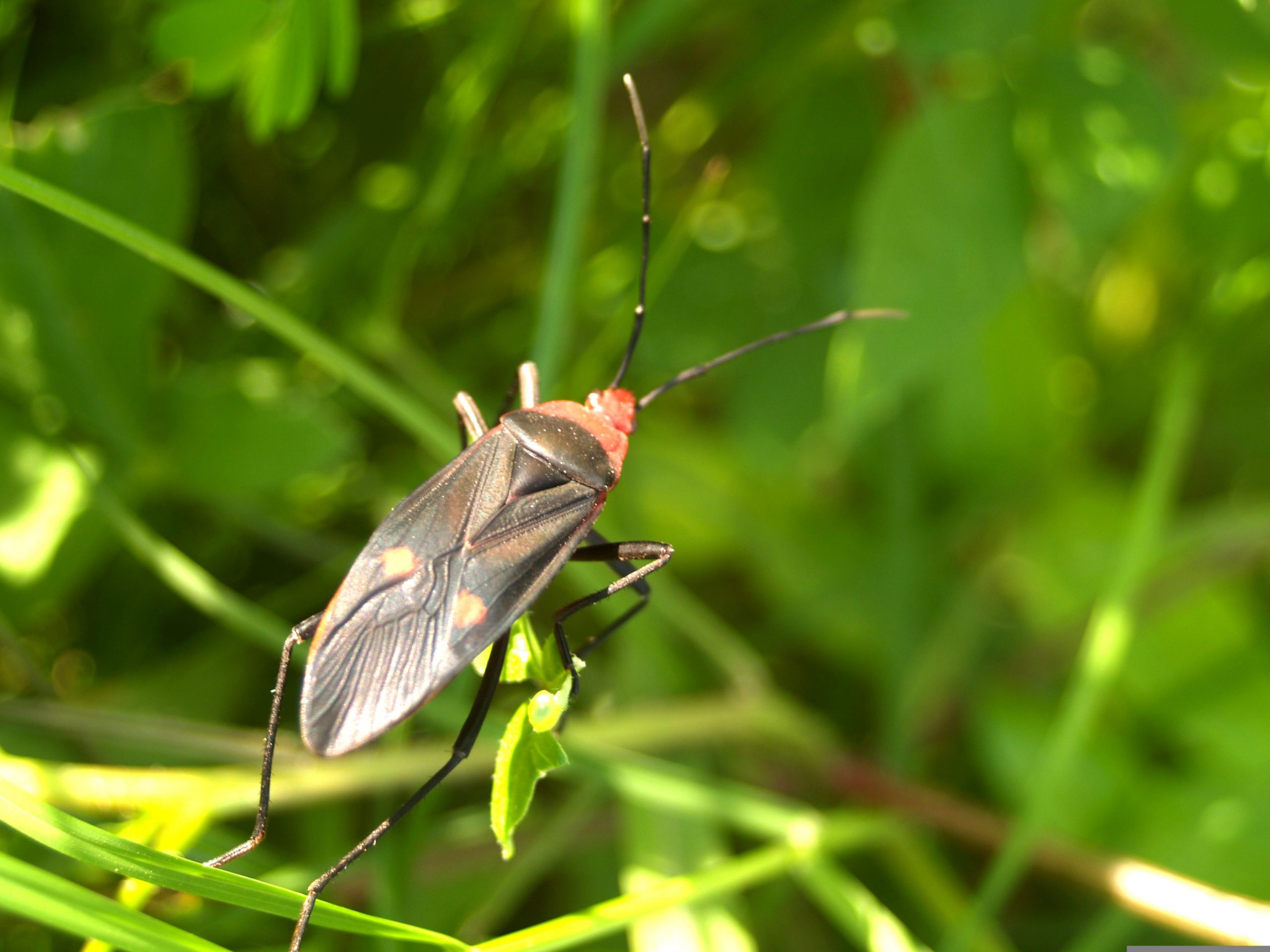 Alarming loss of insect species in Mediterranean forests caused by global warming warns Costa Blanca study in Spain