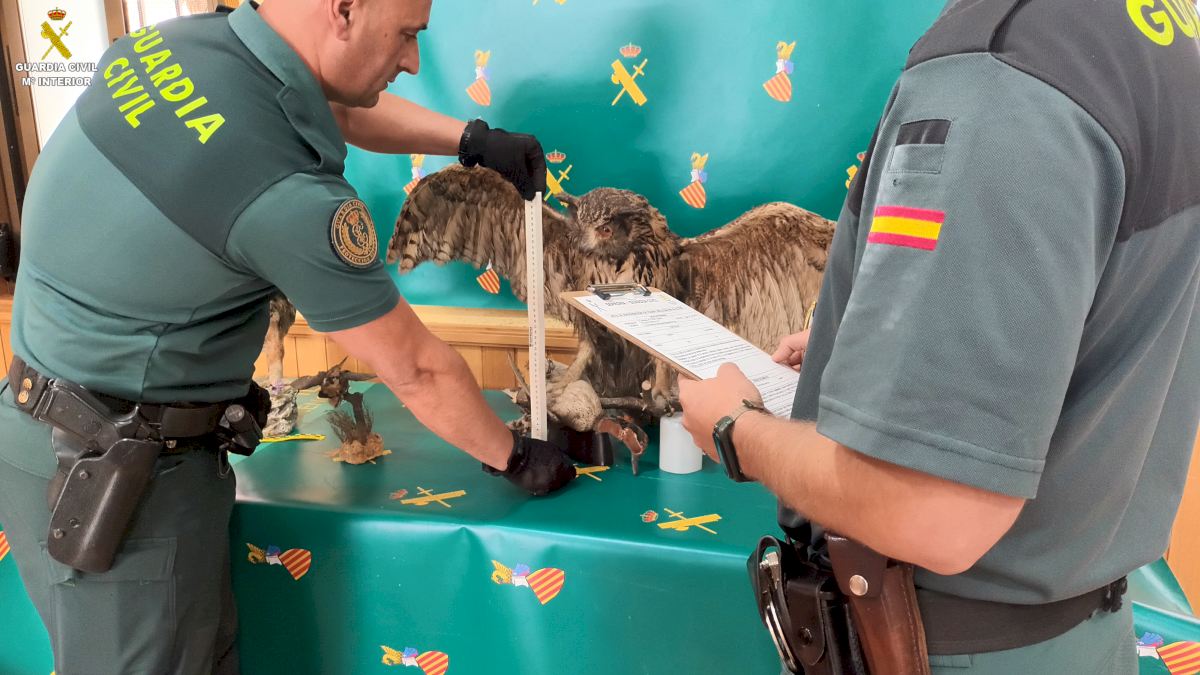 Illegal Advertisers Of Stuffed Eagle Owls Investigated In Spain's Valencia Area