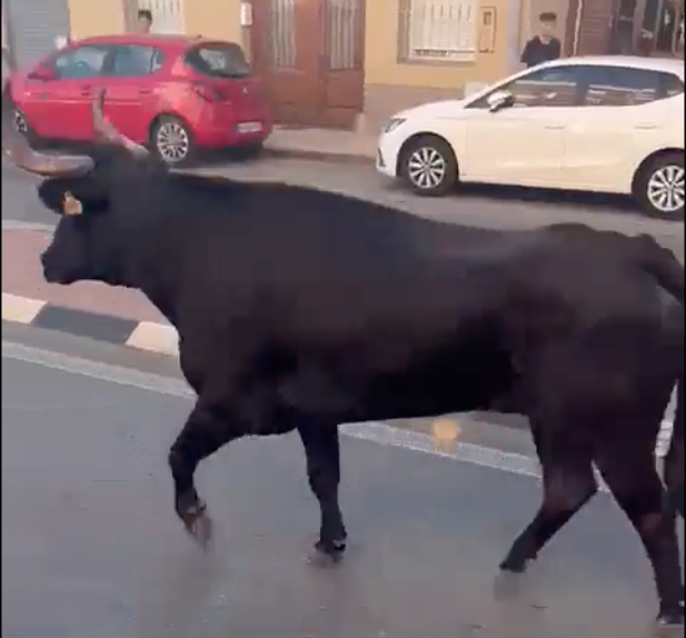 Bull escapes fiestas in Valencia region