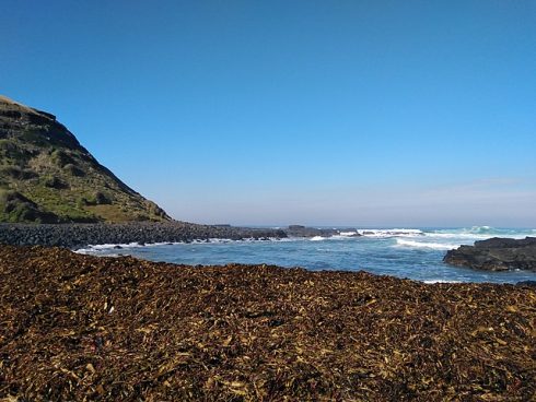 Invasive brown gunk algae threatens beaches in Spain’s Cadiz