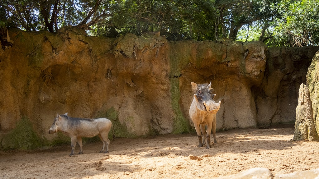 Spain's Bioparc Valencia Welcomes Its New Attraction A Pair Of Warhogs