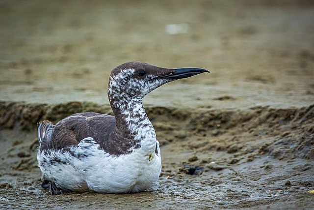 Common Murre