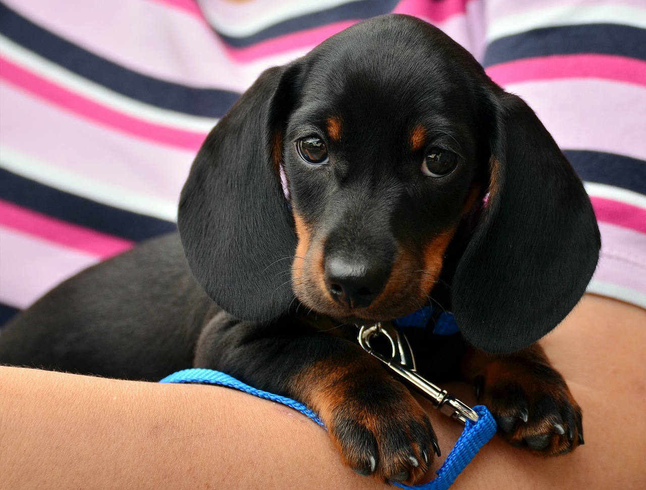 Pets allowed on Spain’s Avlo trains: Here's what you need to know