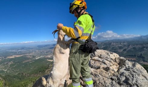 Emergency 112 number gets over 11,000 calls about animals so far this year in Spain's Costa Blanca and Valencia areas