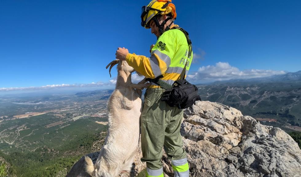 Emergency 112 number gets over 11,000 calls about animals so far this year in Spain's Costa Blanca and Valencia areas