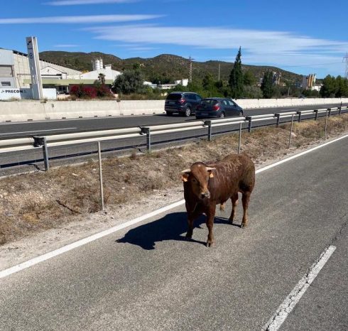 Escaped bull on the A-3