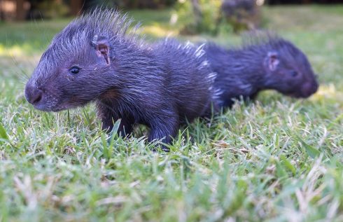 Cute twin baby porcupines belonging to world's largest species get round-the-clock care at Bioparc Valencia in Spain
