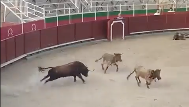 Bull gores steers in Huesca