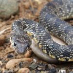 Invasive SNAKES are on the rise in Spain's Mallorca, experts warn, after 1.6 metre serpent is discovered