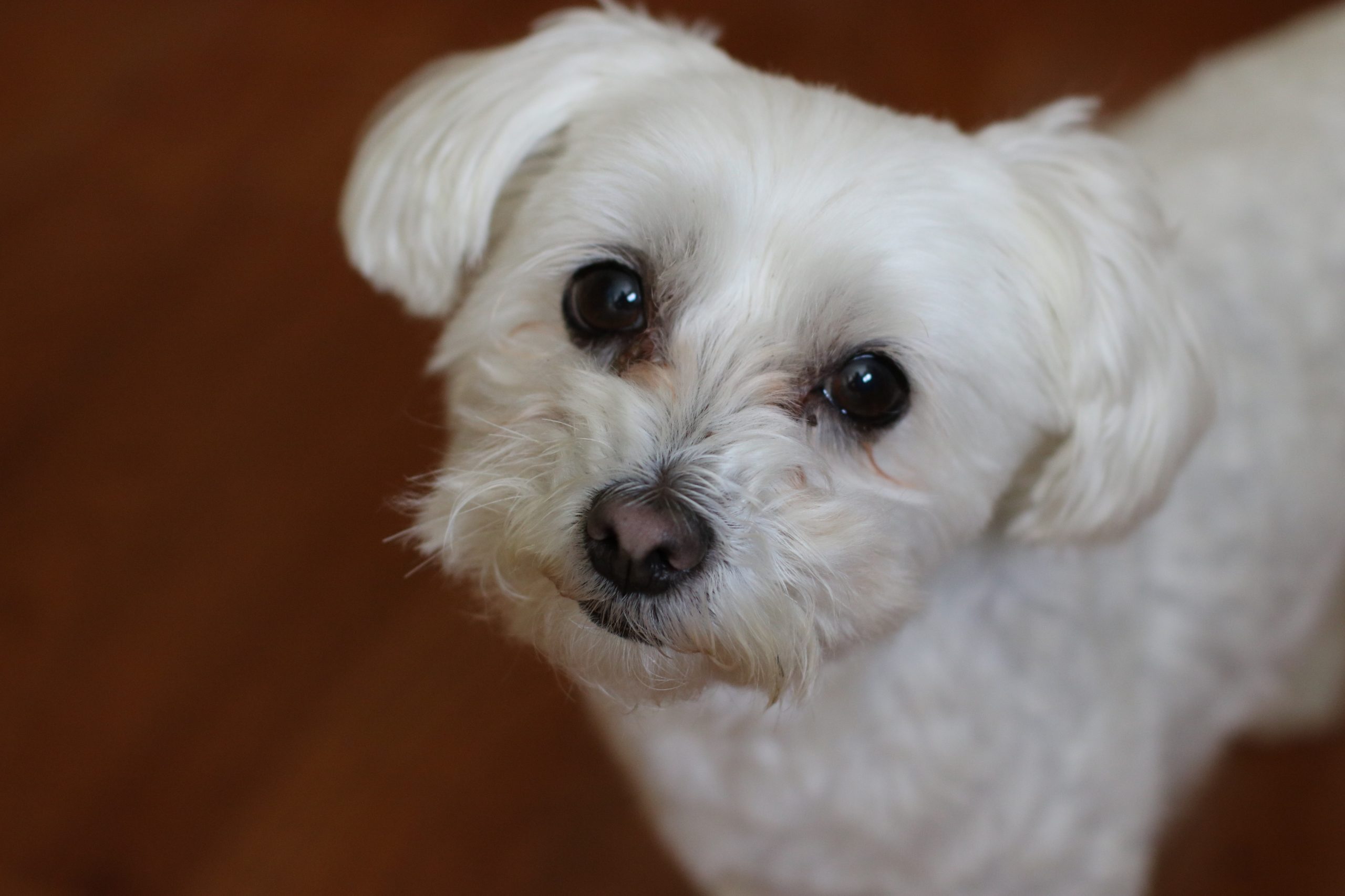 Monster pitbull weighing 30kg kills a family’s tiny pet Maltese at a dog hotel in Spain