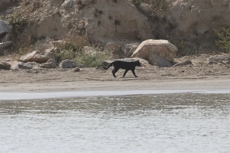 Feral cats claim to be disrupting protected areas and species including nesting birds in Spain's Costa Blanca