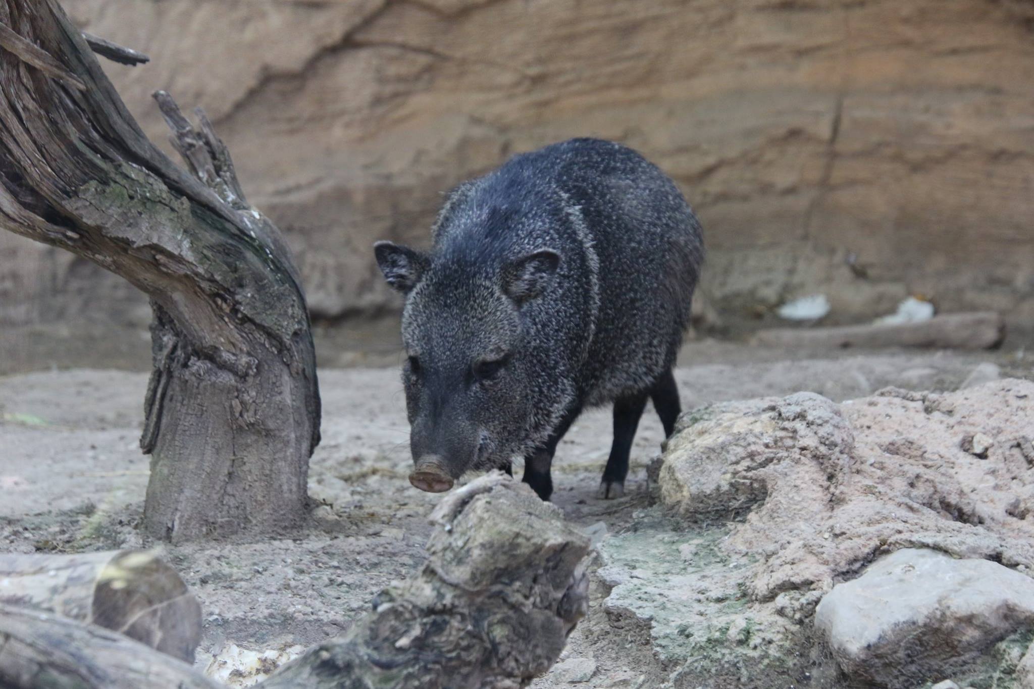 Older animals suffer same aging condition as humans at Benidorm's Terra Natura