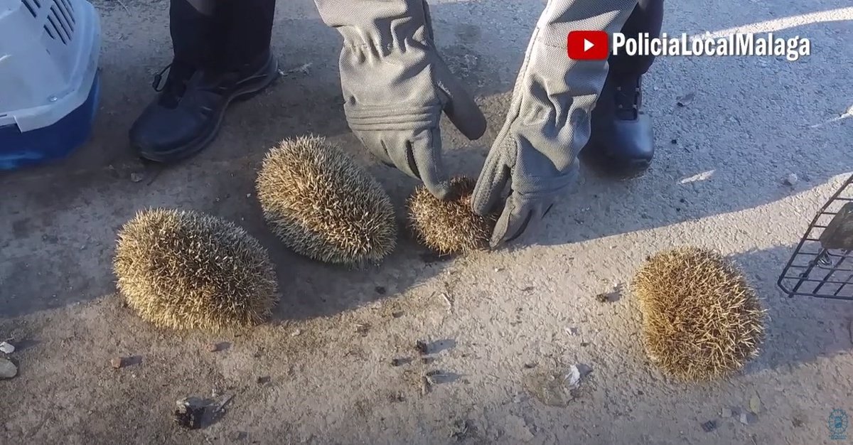 WATCH: Youths are caught burning hedgehogs alive with a blowtorch on Spain's Costa del Sol - before claiming they had planned to eat them