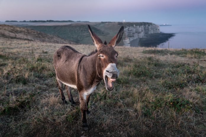 From 'guiri' To ‘gilipollas’: These 20 Spanish Insults Will Have You ...