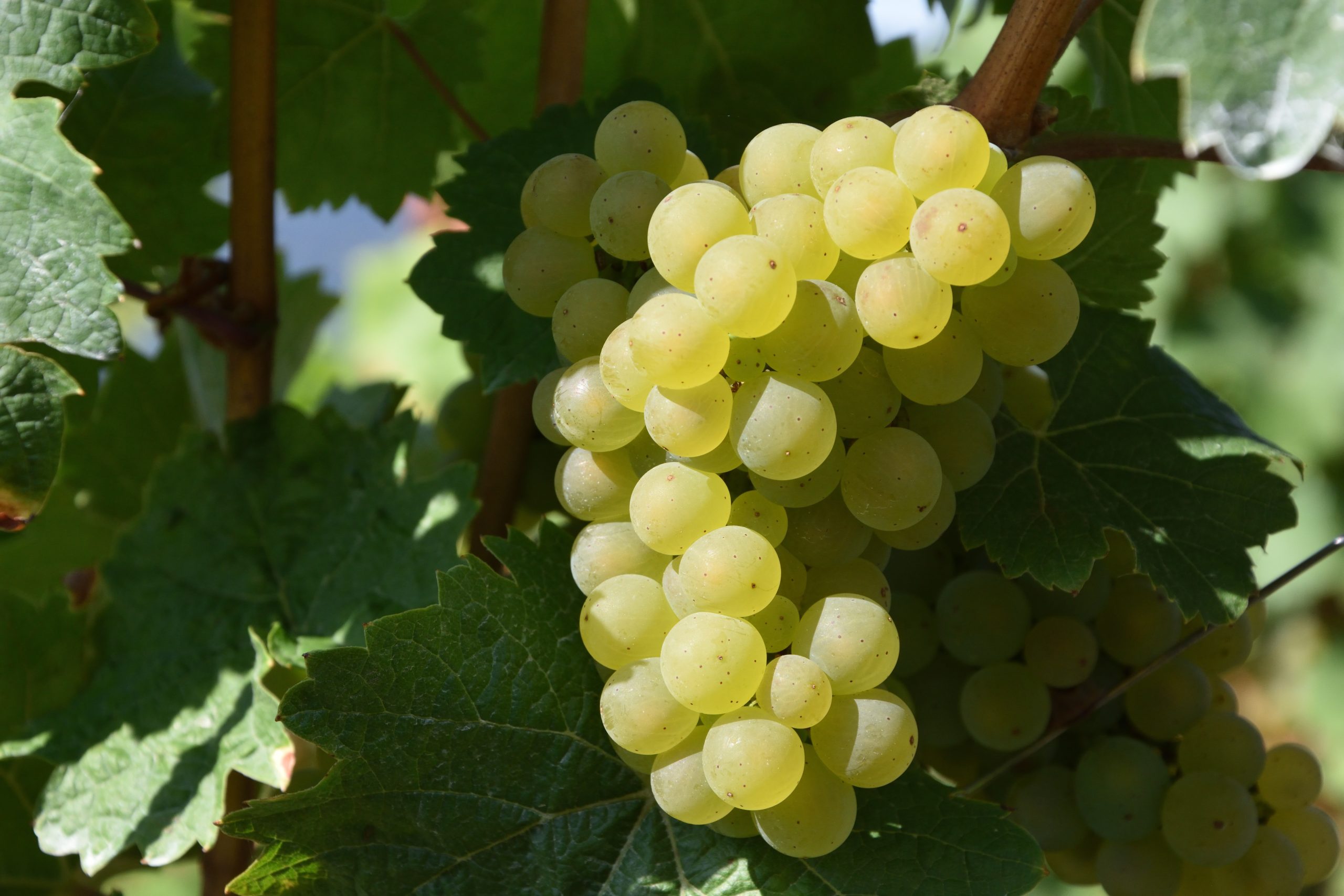 Wine grape disaster in Spain’s Valencia: Drought brings worst harvest for 30 years