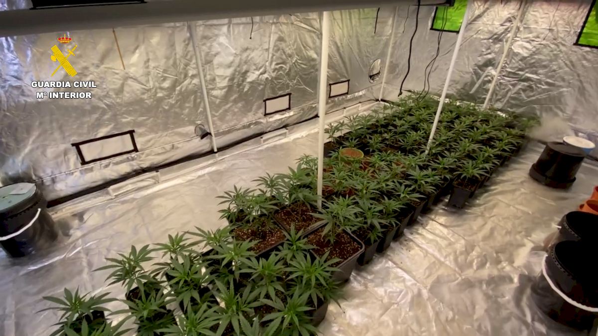 British expats are arrested for running a marijuana farm inside a house on Spain’s Costa Blanca