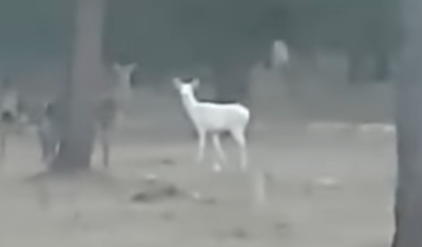 albino deer