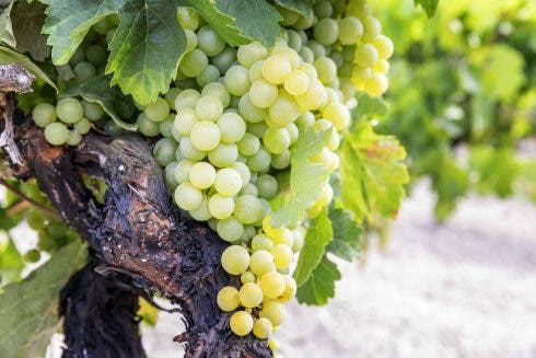 Drought Forces Earliest grape harvest in continental Europe to be brought forward