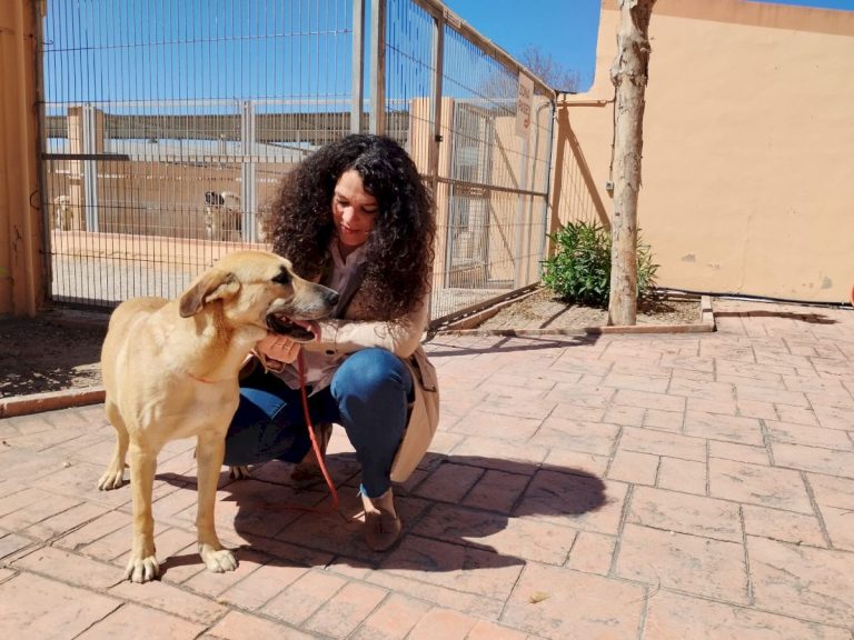 Abandoned pets are on the rise in Alicante, warn activists - while ...