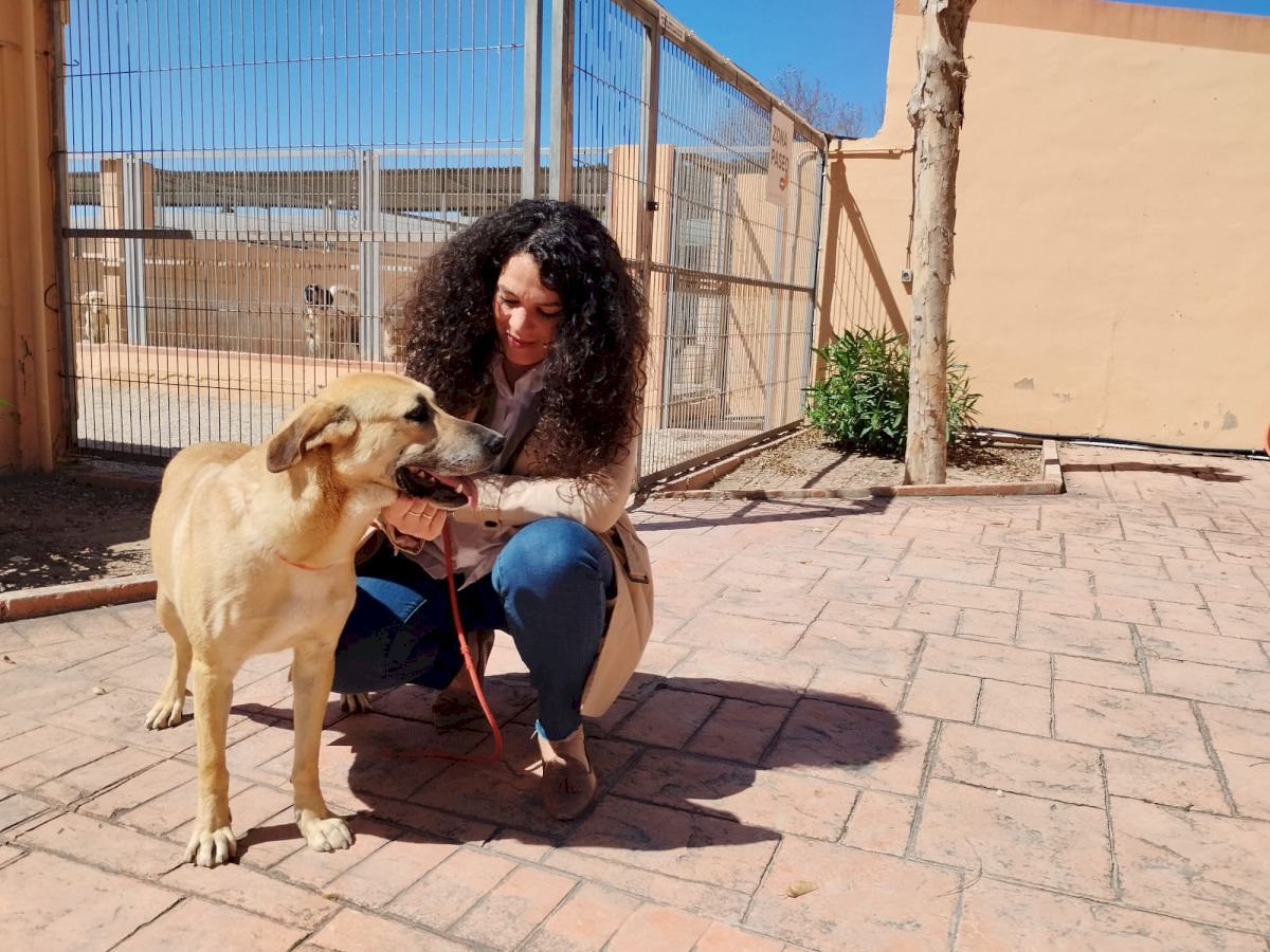 Abandoned pets are on the rise in Alicante, warn activists - while fewer people are adopting