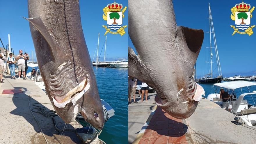 Huge shark is pulled from the waters off Spain’s Costa Blanca Five-metre creature will be studied by experts