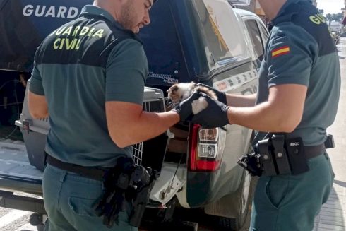 Adorable moment tiny kitten is rescued by police in Spain after travelling 200km trapped inside a car engine