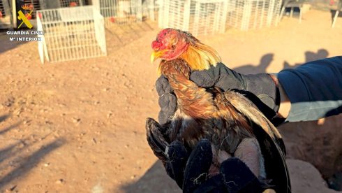 Horrific animal abuse discovered at home with dozens of badly-injured fighting cocks in Spain's Valencia