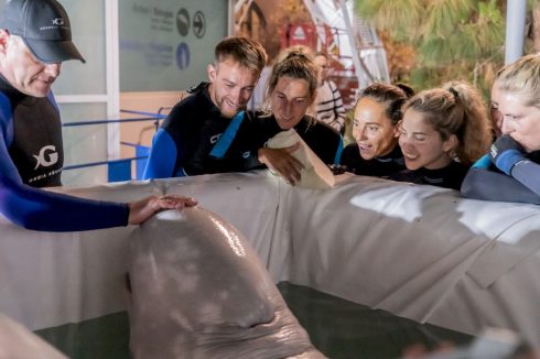 Two beluga whales rescued from war-torn Ukraine and flown over to new home in Spain