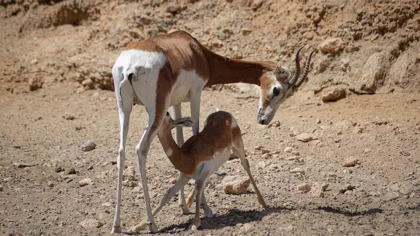 Outrage in southern Spain as music festival is blamed for deaths of endangered gazelles