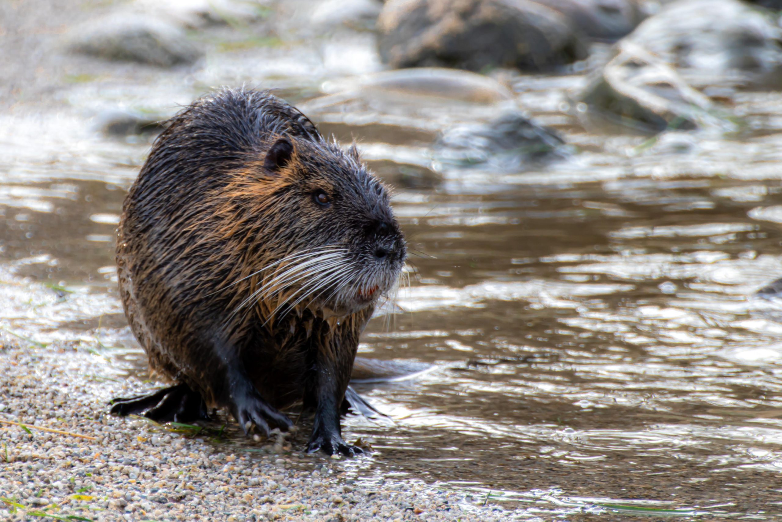 Revealed: The huge rodent spotted roaming irrigation canals on Spain's Costa Blanca