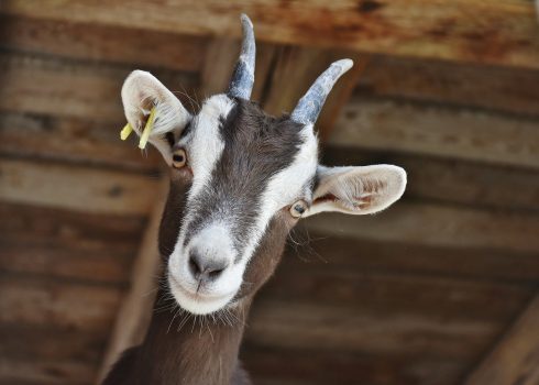 Veterinary hospital cleaner in Spain faces jail for having sex with a goat