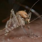 Battle plan for tiger mosquito plague is revealed in Spain’s Valencia: Experts will release 1.3 million sterile blood suckers into the population