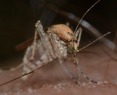 Battle plan for tiger mosquito plague is revealed in Spain’s Valencia: Experts will release 1.3 million sterile blood suckers into the population