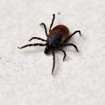 Health authorities in Spain call for calm after detecting possible case of tick-borne Crimean-Congo virus in Sevilla