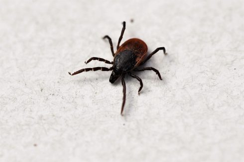 Spain to investigate populations of blood-sucking ticks amid a surge in cases of two deadly diseases