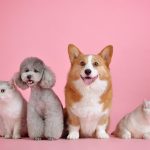 You can now CLONE your beloved pet dog or cat thanks to a new company in Marbella - but it won’t be cheap