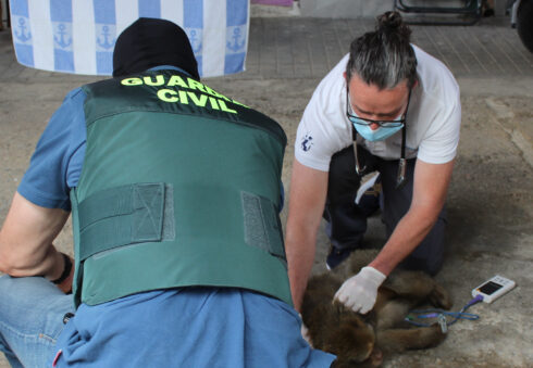 One of the Barbary macaque monkeys found in a garden in Granada is treated by a vet