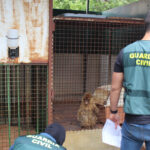 One of the Barbary macaque monkeys found in a garden in Granada