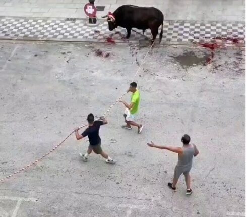 Horrific treatment of bull during a fiesta in Spain after its horn is ripped off and blood gushes out into public street