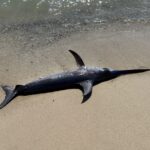 The swordfish that washed up on a beach in Tarragona