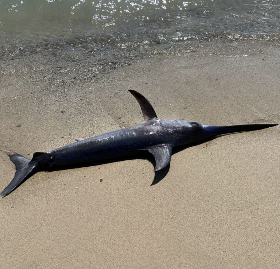 The swordfish that washed up on a beach in Tarragona