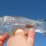 What are ‘salpas’? The bizarre transparent creatures currently washing up on shores across Spain