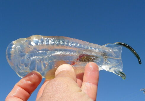 What are ‘salpas’? The bizarre transparent creatures currently washing up on shores across Spain