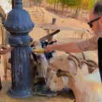 Domestic goats in the Sierra de Callosa mountains