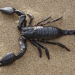 New breed of scorpion is discovered in Spain’s Andalucia