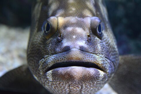 Huge fish capable of eating DOGS is discovered in a swimming lake in Spain